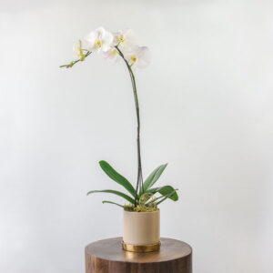 white Phalaenopsis Orchid, available at Parksville/Qualicum Beach florist Petal and Kettle
