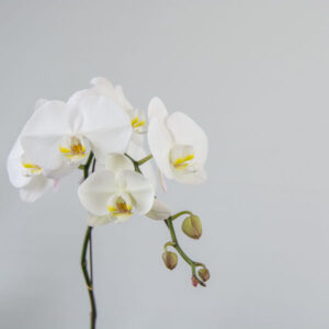 white Phalaenopsis Orchid, available at Parksville/Qualicum Beach florist Petal and Kettle