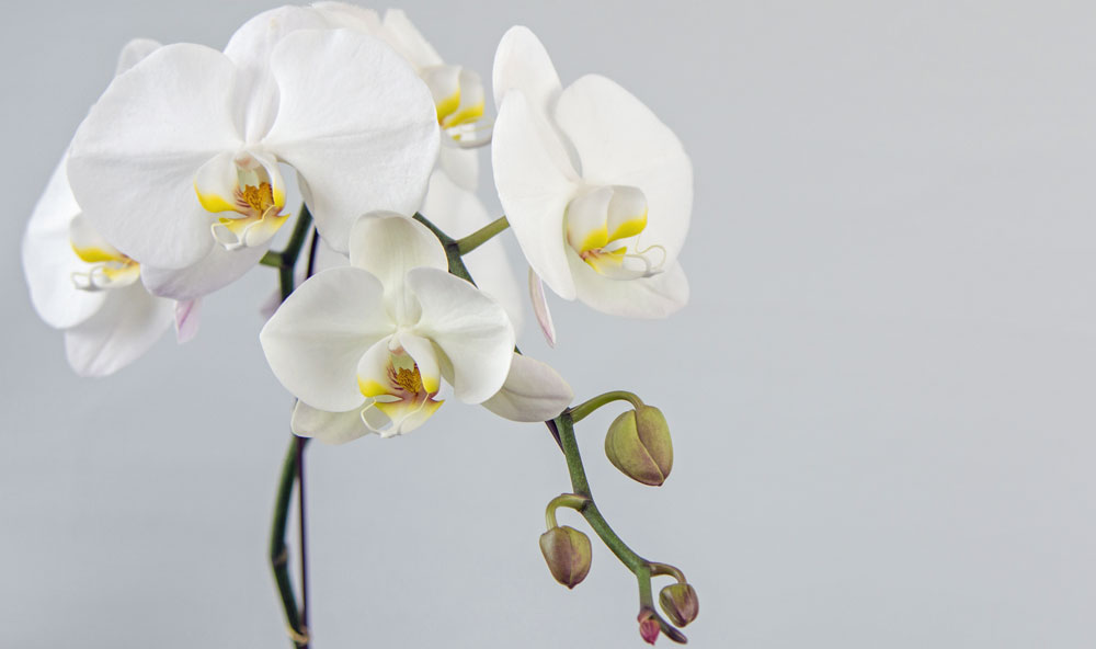 White orchid from Parksville florist Petal & Kettle