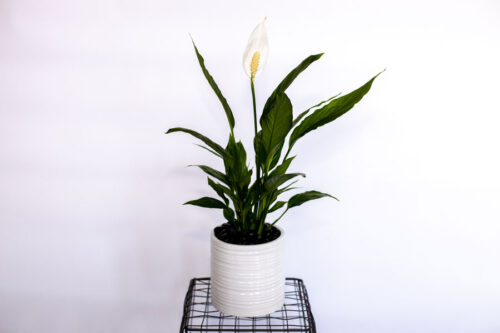 peace lily, for sale at Parksville Qualicum florist Petal and Kettle
