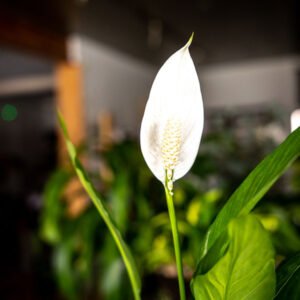 peace lily, for sale at Parksville Qualicum florist Petal and Kettle