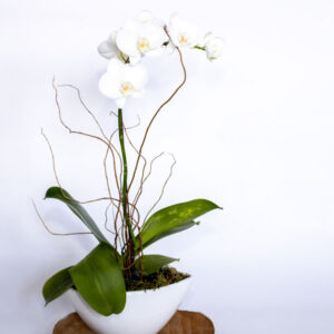 phalaeonopsis orchid for sale at Parksville Qualicum florist Petal and Kettle