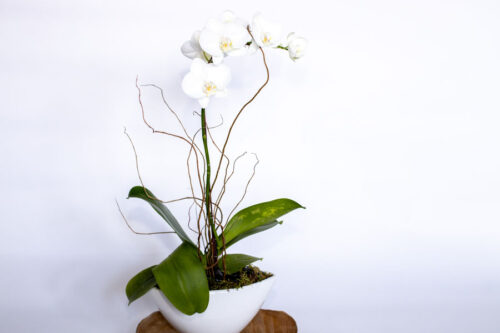 phalaeonopsis orchid for sale at Parksville Qualicum florist Petal and Kettle