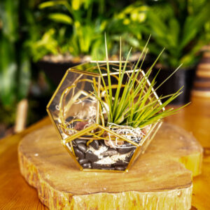 terrarium plant display from Parksville's Petal and Kettle florist