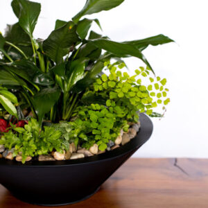 indoor garden arrangement, available for purchase at Parksville Oceanside florist Petal and Kettle
