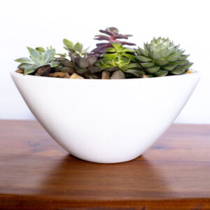 succulent garden display for sale from Parksville's Petal and Kettle florist