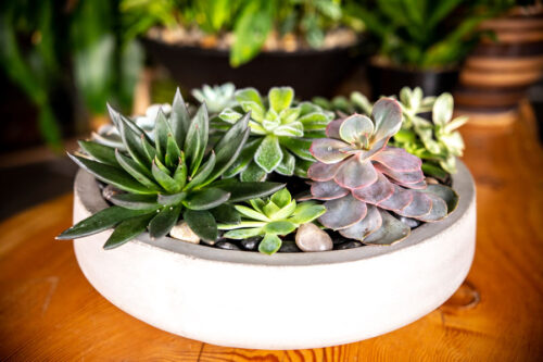 succulent garden display for sale from Parksville's Petal and Kettle florist
