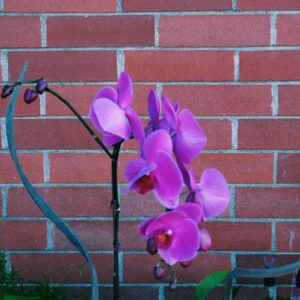 orchid flower from Parksville florist Petal and Kettle