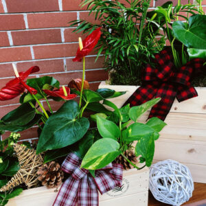 Festive Planter with orchids, greenery, and other seasonal plants from Qualicum Parksville Florist Petal and Kettle