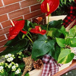 Festive Plant Crates with orchids, greenery, and other seasonal plants from Qualicum Parksville Florist Petal and Kettle