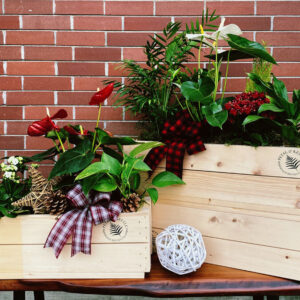 Holiday Plant Crates with orchids, greenery, and other seasonal plants from Qualicum Parksville Florist Petal and Kettle