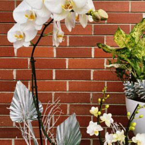 festive holiday orchids from Qualicum Beach Parksville florist Petal and Kettle