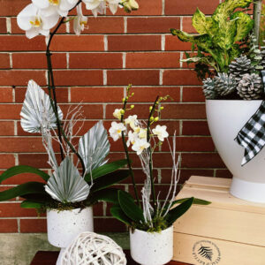 Seasonal holiday orchids from Qualicum Beach Parksville florist Petal and Kettle