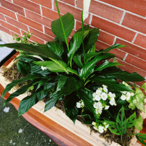large plant crate with white flowers and greenery made in Parksville Qualicum by florist Petal + Kettle