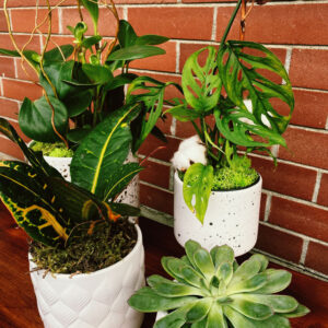 variety of potted plants available in Parksville at Petal and Kettle