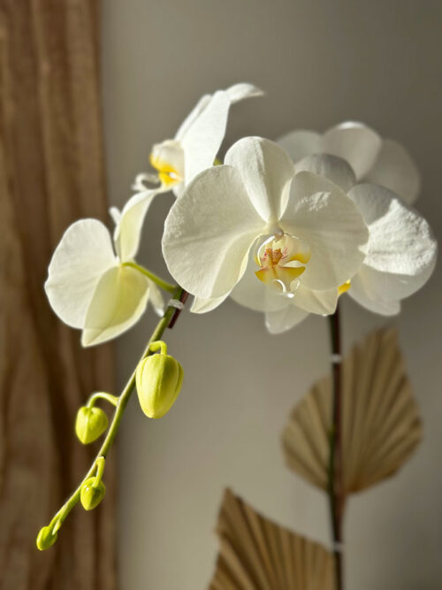 Holiday Orchid, sold by Parksville florist Petal and Kettle
