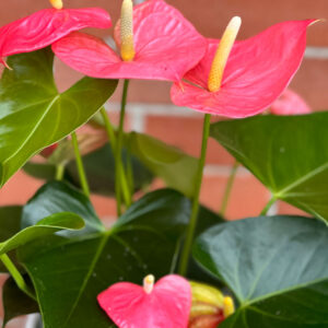 pink Valentine's Day Anthurium, sold in Parksville by Petal and Kettle