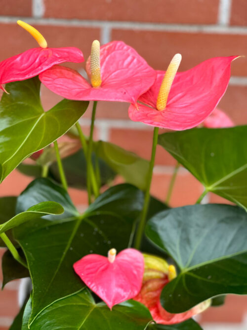 pink Valentine's Day Anthurium, sold in Parksville by Petal and Kettle