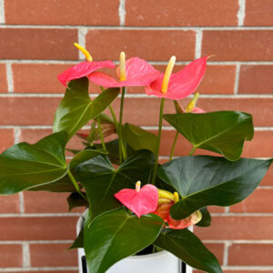 Pink Valentine's Day Anthurium, sold in Parksville by Petal and Kettle